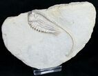 Very D Halysiocrinus Crinoid With Long Stem #9673-2